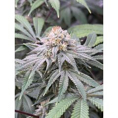 Lemon Mandarin, Фасовка: 10